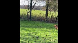 A stick-obsessed cocker spaniel was knocked over backwards when she crashed into a bridge while holding a branch