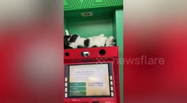 Lazy pet cat seen sleeping on top of ATM machine