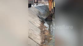 Drowning puppy scooped from dirty river using an excavator in China