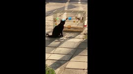 Too stubborn to give up: Mulish cat ambush on birds inside a cage and continues to persevere even though he fails