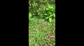 Monitor lizard bathing in the sun