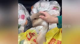 Heartbroken goose 'cries' in car trunk after being given to new owners at farm in China
