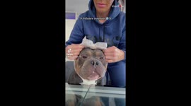 American bully receives royal treatment as part of winter routine
