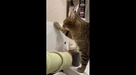 The curious cat is trying to open the door!