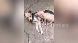 Pet dog has unexpected friendship with neighbour's piglet to amusement of owners