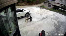 Dog stops toddler from chasing car after his dad drove off