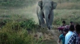 Elephant chase locals at tea estate in northeastern India