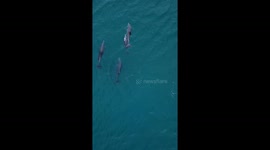 Porpoises (dolphin) playing in a pod offshore Delray Beach, Fl
