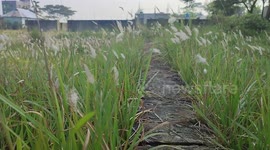 Winter flower in Bangladesh on village area only in the world