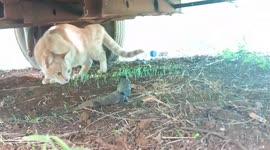 A feisty lizard had a brave standoff with a cat before the reptile chased it off