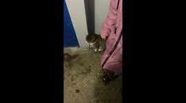 Smart cat know how to use an elevator.