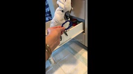 A funny cockatoo can sing and dance.