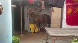 Wild deer raids family’s home before it was caught on neighbourhood in India