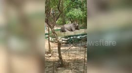 Cute elephant enjoys bathing alone in pool in Myanmar