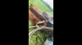 Horsing around: Stubborn stallion lays down on man's leg in funny viral