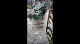 Hundreds of ducks sliding on the slide to get off the truck