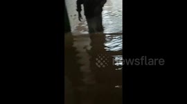 Dog swims in flood water after Brazil hit by heavy rains