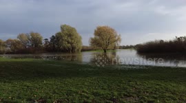 Water logged flooded park time lapse footage seaguls and dog playing.