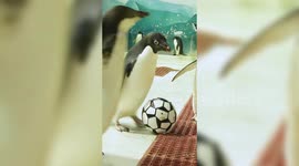 Penguins play football at Chinese Polar Ocean Park during World Cup