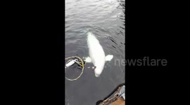 Could mysterious beluga found in Norway be 'Russian agent'?