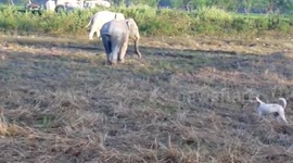 Dog chases elephants off agricultural fields in northeastern India