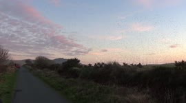 Starling gathering for a Murmuration at Rough Torr , Cornwall  2nd December  2022 Just outside Camelford 3