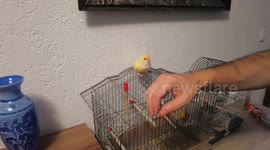 A beautiful parrot flies on the shoulder and pecks the cell phone camera and finally attacks to defend itself