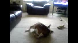 Crazy dog works off some energy