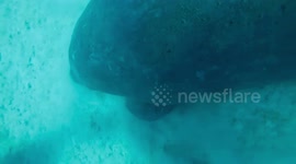 Manatee swimming towards diver who has to get out of the way in Dominican Republic