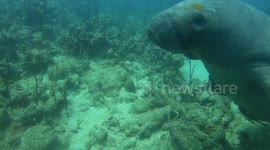 Huge Manatee swims past diver with propeller scars on side of body in the Dominican Republic