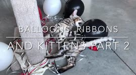 Albus the Silver Bengal plays with a Whole bunch of Red and Black Balloons