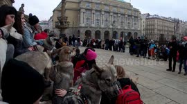 Wolfdogs with their owners gathered for photos in Prague, Czech Republic