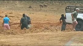 A young elephant charged at its rescuers after they saved it from being stuck in a mud pool