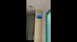 The Bengal cat fell when he's trying to get down from the cabinet.