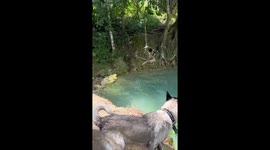 This protective dog won't let his owner anywhere near water