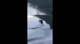 Wild mink spotted hunting for food on frozen river