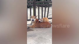 Cute scene as cats huddle together on dog's back
