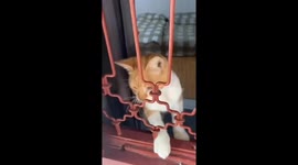 Clever cat locks door, owner unable to enter