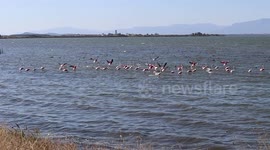 Flamingos at Vistonida Lake, Porto Lagos in Xanthi City (Thrace - Greece)