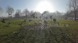 Pigeons in slow motion, it looks magical