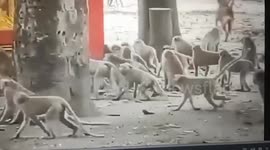 Wild monkeys have brutal 'gang fight' over territory and mates in Thailand