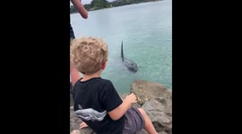 An orca swam over to rocks to say hi to a toddler on the shore by blowing water out of his blowhole
