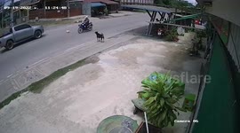 Smart dog keeps fallen bag from being trampled v