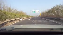 Chinese officials rescue injured swan running along highway