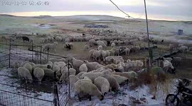 Ten-month-old Dog Chases Hungry Wolf Away From Sheep
