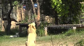 Psychic lion predicts England will LOSE to France in World Cup quarter-final