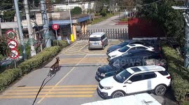 Officials catch red deer jumping into water treatment plant in China