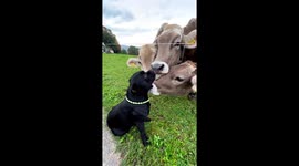 Staffordshire bullterrier terribly enjoys cow kisses