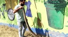 Python causes traffic jam in central India, rescued