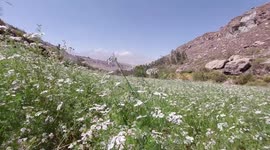 In the wild: coriander flowers in Peru